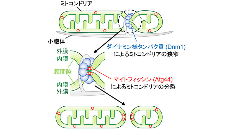 裁断済み　ミトコンドリア病 裁断済み ミトコンドリア病